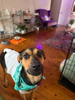 Rescue German Shepherd Dog Dogs for Adoption in West Hollywood, California - Linda | PetCurious