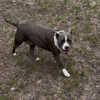 Pit Bull Terrier and Mixed Breed Dogs Available for Adoption in Richmond Hill, Georgia - Thelma | PetCurious