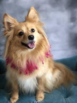 Pomeranian Dogs Available for Adoption in Garland, Texas - Maggie | PetCurious