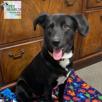 Black Labrador Retriever and Mixed Breed Dogs Available for Adoption - Luna | PetCurious