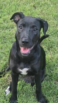 Ember -  Labrador Retriever Dog for Adoption in Greeneville, Tennessee - Ember | PetCurious