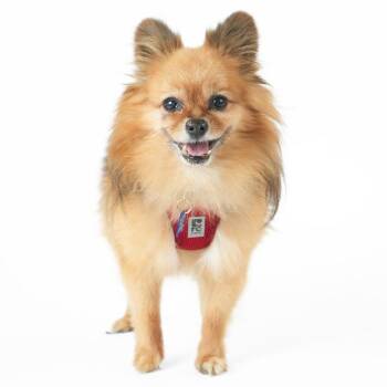 OMC 14529 -  Pomeranian Dog for Adoption in San Francisco, California - OMC 14529 | PetCurious
