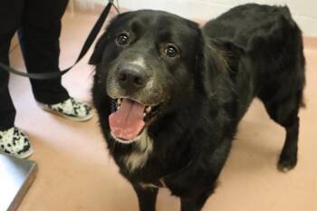 MIDNIGHT -  Mixed Breed Dog for Adoption in Columbia, South Carolina - MIDNIGHT | PetCurious