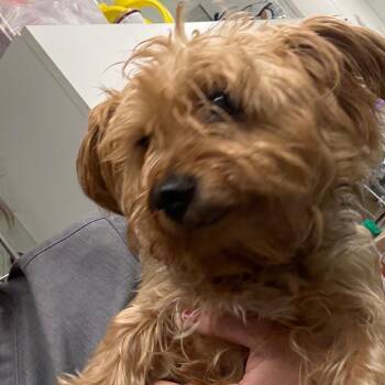 Billie jean -  Yorkshire Terrier Dog for Adoption in Waldorf, Maryland - Billie Jean | PetCurious