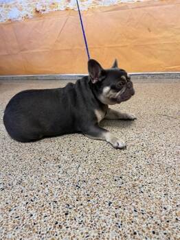 EMORY -  French Bulldog Dog for Adoption in Doral, Florida - EMORY | PetCurious