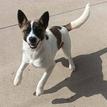 JUNIPER -  Akita Dog for Adoption in Seymour, Indiana - JUNIPER | PetCurious