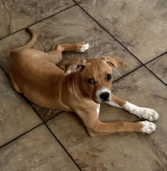 Kona -  Boxer Dog for Adoption in Calabash, North Carolina - Kona | PetCurious