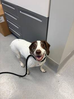 Pennywise -  German Shorthaired Pointer Dog for Adoption in Chillicothe, Ohio - Pennywise | PetCurious