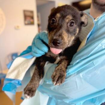 Mixed Breed Dogs Available for Adoption - Stuart Little | PetCurious