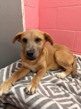 Mixed Breed Dogs Available for Adoption in Sanford, North Carolina - Cherry Coke | PetCurious