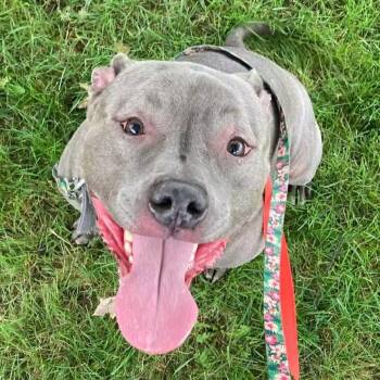 Freddie -  Mixed Breed Dog for Adoption in Syracuse, New York - Freddie | PetCurious