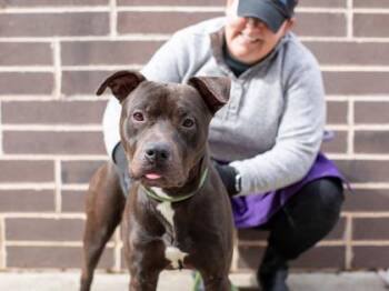 Mixed Breed Dogs Available for Adoption in Chamblee, Georgia - Wayne | PetCurious