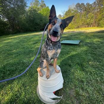 Australian Cattle Dog Blue Heeler Dogs Available for Adoption in Manassas, Virginia - Phelps | PetCurious