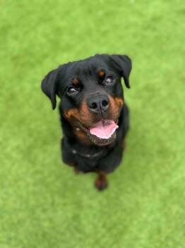 Lottie -  Rottweiler Dog for Adoption in Detroit, Michigan - Lottie | PetCurious