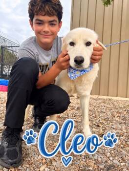 Cleo -  Great Pyrenees Dog for Adoption in Estes Park, Colorado - Cleo | PetCurious