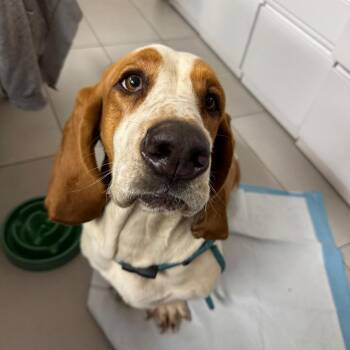 Basset Hound Dogs Available for Adoption in Sunrise, Florida - Shiloh | PetCurious