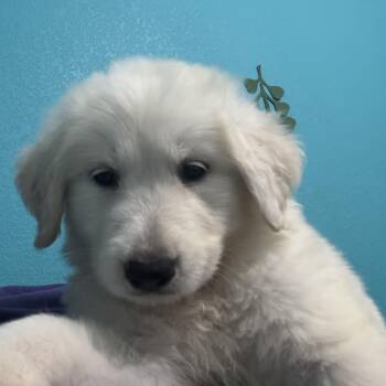 Aurora -  Great Pyrenees Dog for Adoption in Pflugerville, Texas - Aurora | PetCurious