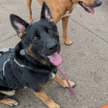 Ida -  German Shepherd Dog Dog for Adoption in Penfield, New York - Ida | PetCurious