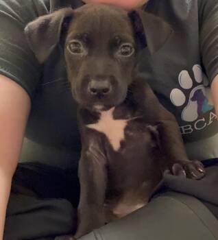 Mixed Breed Dogs Available for Adoption in Bossier City, Louisiana - Ella | PetCurious