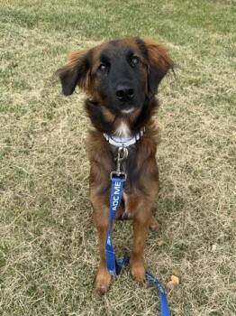 Auburn -  Mixed Breed Dog for Adoption in Kansas City, Missouri - Auburn | PetCurious