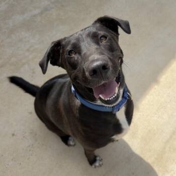 Beebee -  Black Labrador Retriever Dog for Adoption in Birmingham, Alabama - Beebee | PetCurious