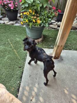 Lily -  Terrier Dog for Adoption in Chatham, Ontario - Lily | PetCurious