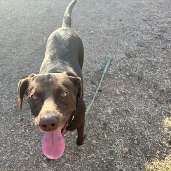 Chocolate Labrador Retriever and Terrier Dogs Available for Adoption - Milly | PetCurious