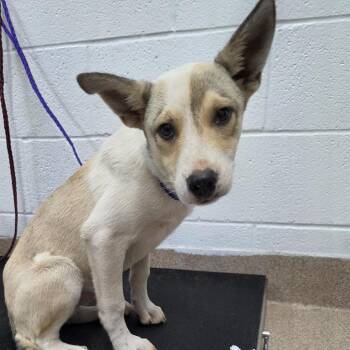 Cotton -  Mixed Breed Dog for Adoption in Ardmore, Oklahoma - Cotton | PetCurious