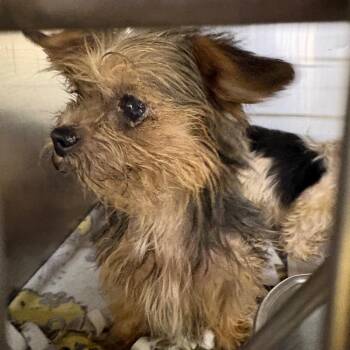Spice Stray Hold 9/1 -  Mixed Breed Dog for Adoption in Huntington, West Virginia - Spice Stray Hold 9/1 | PetCurious