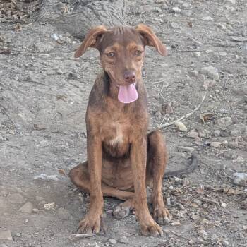 Cheyenne -  Miniature Pinscher Dog for Adoption in West Plains, Missouri - Cheyenne | PetCurious