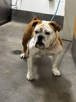 WALDO -  English Bulldog and Mixed Breed Dog for Adoption - WALDO | PetCurious