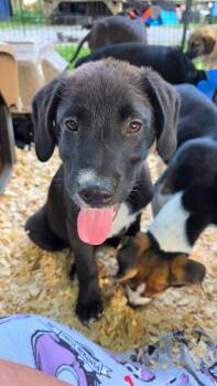 Mixed Breed Dogs Available for Adoption in Rock Hill, New York - Bear  | PetCurious