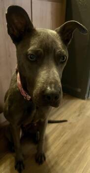 Blue Lacy Dogs Available for Adoption - Indigo | PetCurious