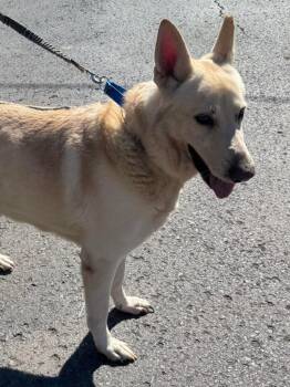 Max -  White German Shepherd Dog for Adoption in Plymouth, Connecticut - Max | PetCurious