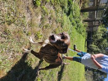 Bailey -  Pit Bull Terrier Dog for Adoption in Panama City, Florida - Bailey | PetCurious