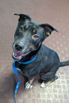 Rescue Husky Dogs for Adoption in Wooster, Ohio - Mittens | PetCurious