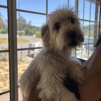Regina -  Terrier Dog for Adoption in Sonoma, California - Regina | PetCurious
