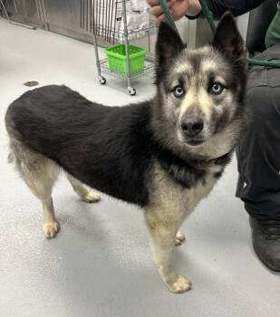 Siberian Husky Dogs Available for Adoption in Lawrenceville, Georgia - Pen 178c Mariah Hw+ | PetCurious