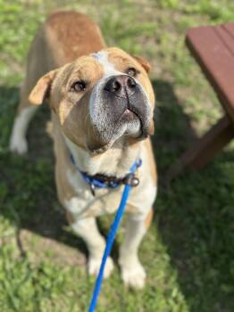 Shar Pei Dogs Available for Adoption in Cleveland, Ohio - Boomerang | PetCurious