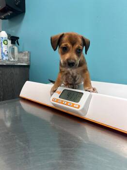 Sofia -  Beagle and Chihuahua Dog for Adoption in Jenkintown, Pennsylvania - Sofia | PetCurious