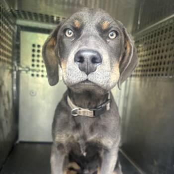 Blue Lacy and Doberman Pinscher Dogs Available for Adoption - Buck | PetCurious