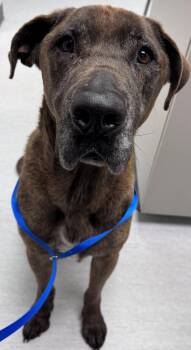 Odin -  Mastiff Dog for Adoption in Kenai, Alaska - Odin | PetCurious