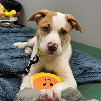 Pit Bull Terrier Dogs Available for Adoption in Fullerton, Pennsylvania - Bonnie | PetCurious