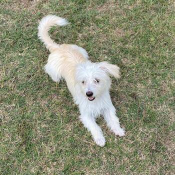 Rescue Maltese and Terrier Dogs for Adoption in Warren, Rhode Island - Gigi | PetCurious