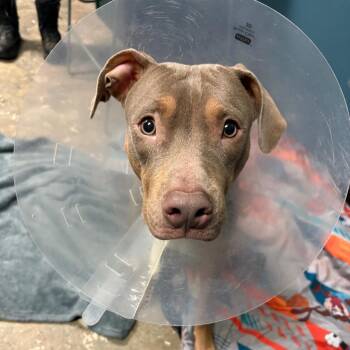 Wilson -  Doberman Pinscher and Pit Bull Terrier Dog for Adoption in Philadelphia, Pennsylvania - Wilson | PetCurious