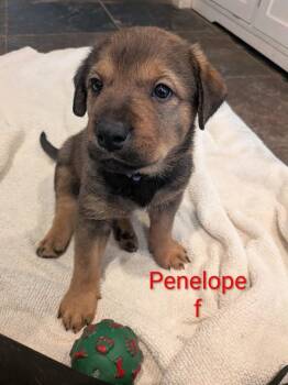 Penelope - Margot -  Labrador Retriever and Shepherd Dog for Adoption in Lakeland, Florida - Penelope - Margot | PetCurious