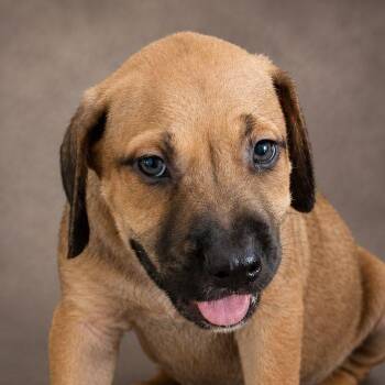 FÉNIX (out of town) -  Labrador Retriever and Mixed Breed Dog for Adoption in New York, New York - FÉNIX (out Of Town) | PetCurious