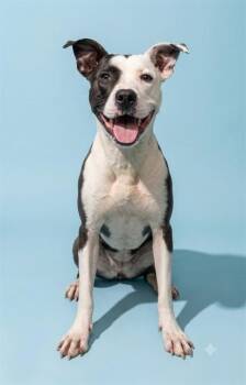 KAYLEE -  Mixed Breed Dog for Adoption in Jacksonville, Florida - KAYLEE | PetCurious