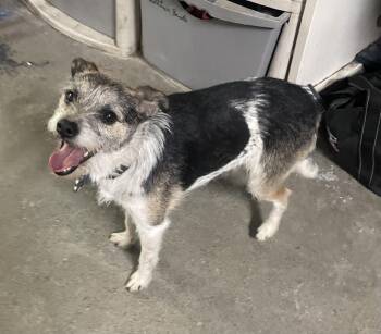 Jack Russell Terrier Dogs Available for Adoption in Billings, Montana - Stuart Little | PetCurious