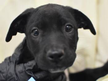 Thurman -  Pit Bull Terrier and Labrador Retriever Dog for Adoption in Portland, Oregon - Thurman | PetCurious